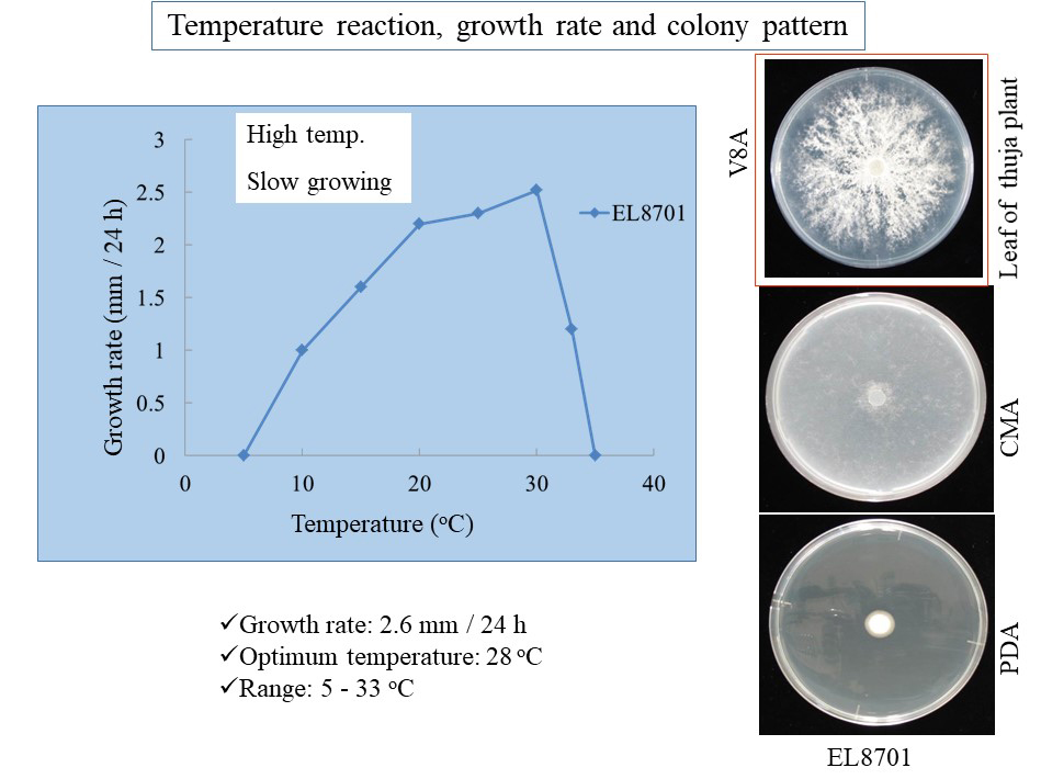   Phytophthora lilii  (ex-type EL-8701 = CBS 135746) colony morphology and temperature requirements; slide provided by Koji Kageyama and Mohammad Z. Rahman Gifu University, Japan 
